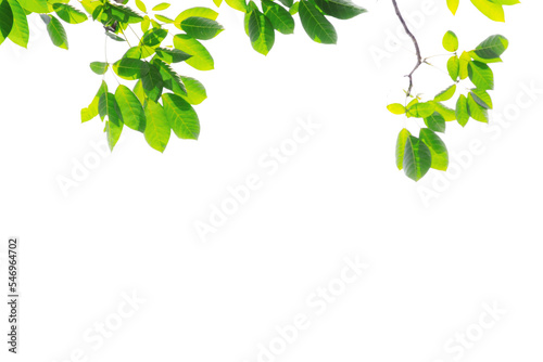 Botany natural green leaves background PNG Form 