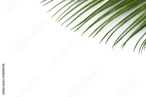 Botany palm tree leaves PNG Form 