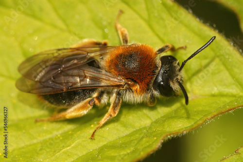 Closeup of a colorful female Early miing bee , Andrena haemorrhoa on a green leaf © Henk