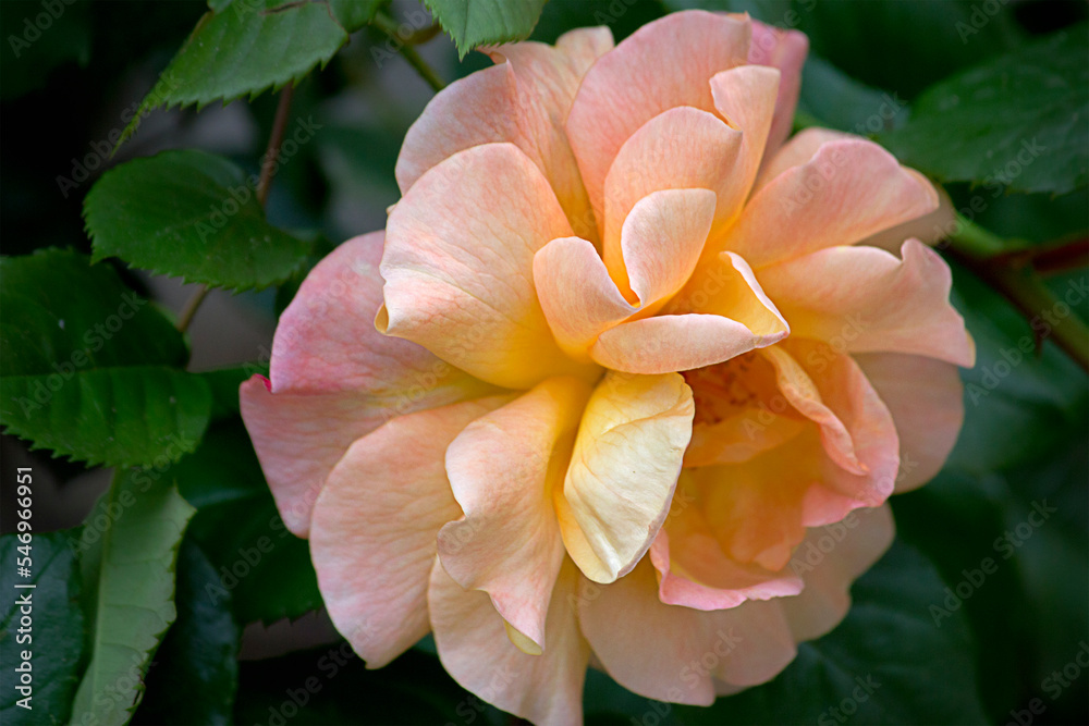 Fototapeta premium One orange rose close-up in the garden on a bush