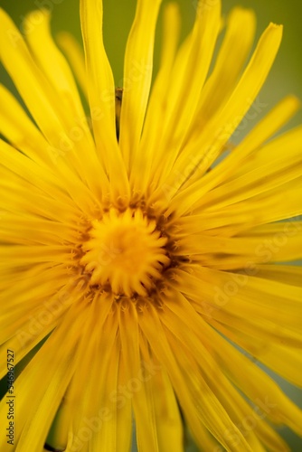 Closeup of a yellow flower, a vertical shot