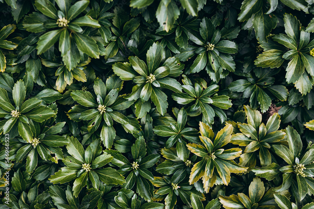 Fototapeta premium Japanese pachysandra or Pachysandra terminalis. Beautiful nature Green plant background.