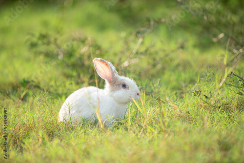 Little rabbit on green grass with background of natural in summer day at during the sunset.
