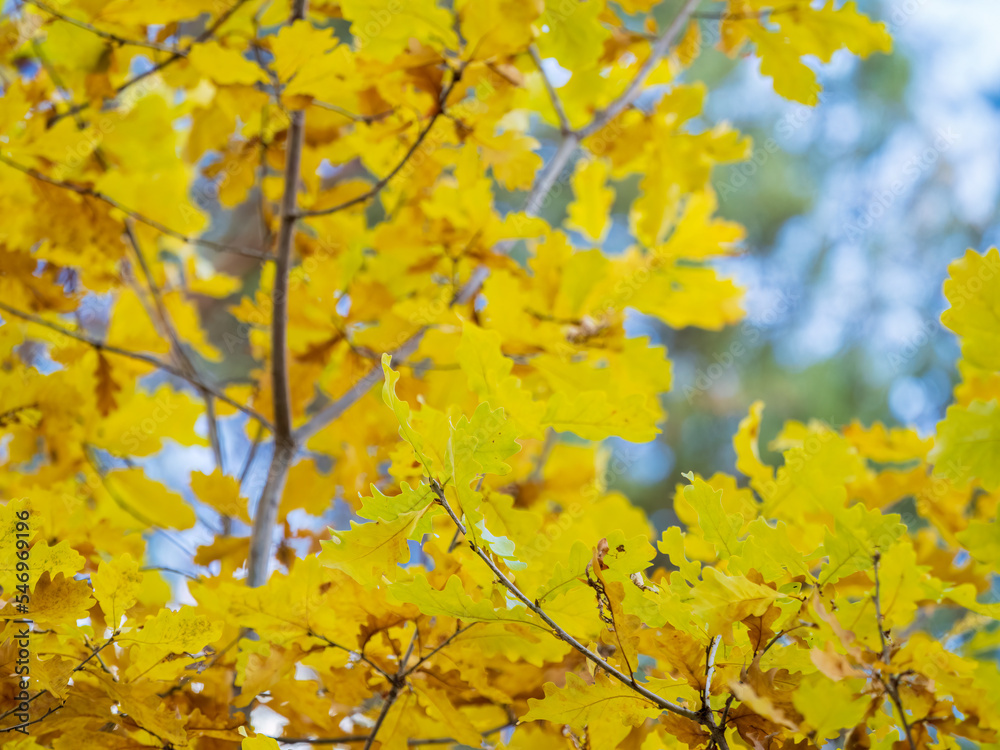 Oak branches with yellow leaves in autumn park Oak branches with yellow leaves in autumn park