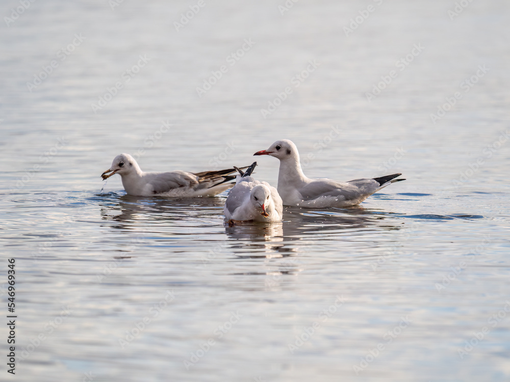 Flock of Seagulls, The Black-headed gulls, Adult birds in winter plumage, swims on the calm lake shore Flock of Seagulls, The Black-headed gulls, Adult birds in winter plumage, swims on the calm lake shore