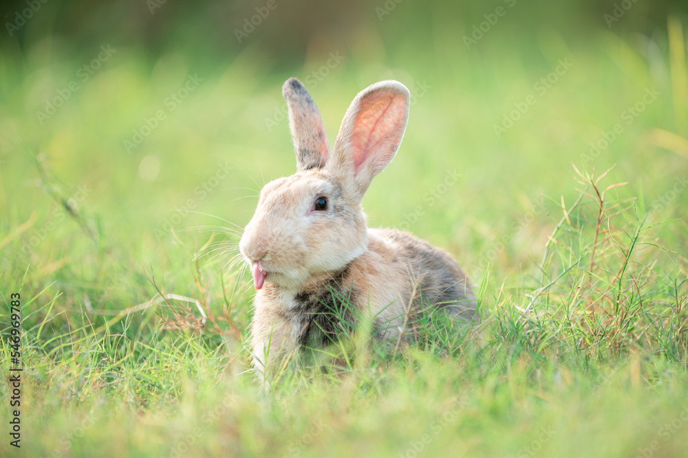 Little rabbit stick out tongue on green grass with background of natural in summer day at during the sunset.. Little rabbit stick out tongue on green grass with background of natural in summer day at during the sunset..