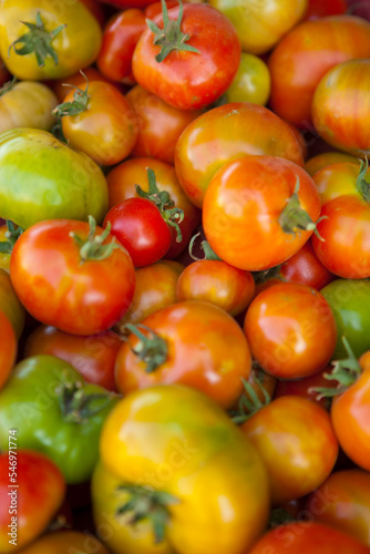 A variety of freshly picked tomatoes from an organic garden