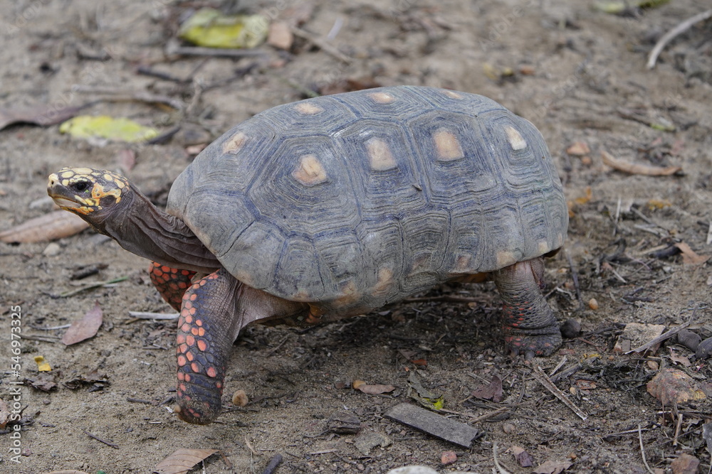 Tortoise (Chelonoidis denticulata) is one of two species of tortoise or tortoise. Testudinidae family. Manaus – Amazon, Brazil. Tortoise (Chelonoidis denticulata) is one of two species of tortoise or tortoise. Testudinidae family. Manaus – Amazon, Brazil.