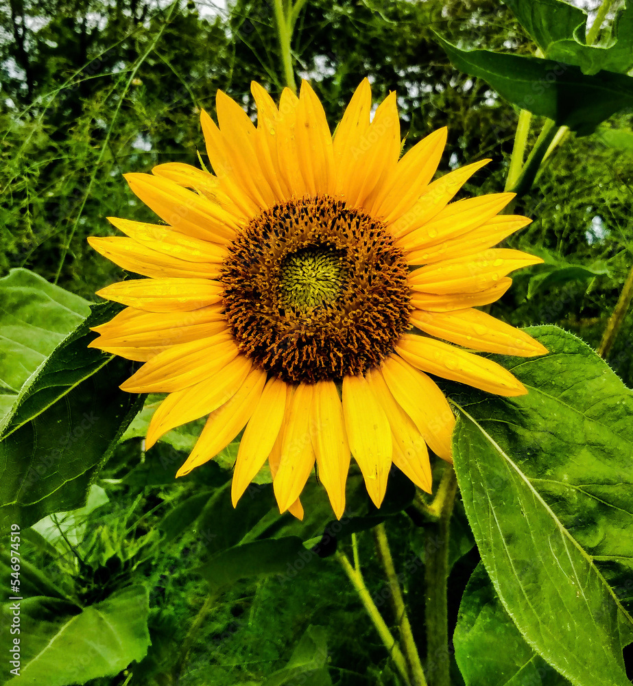 Obraz premium sunflower
