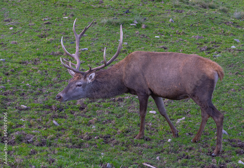 Wallpaper Mural Rothirsch, rotwild beim äsen. Torontodigital.ca