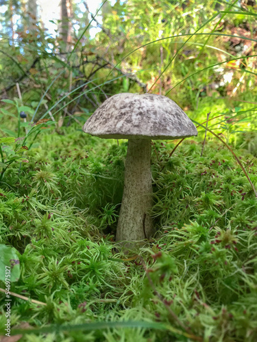 Mushroom in the forest in the grass, in the moss. Natural background. Healthy vegetarian food. Mushroom picking season. Delicious, natural food.