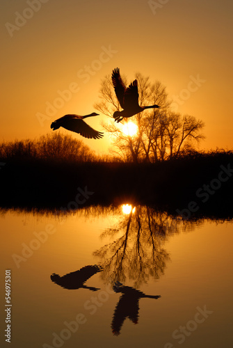 Geese and  Riparian Reflection