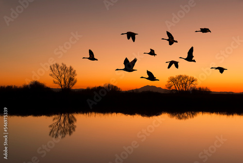 Canadian Geese at Sunset