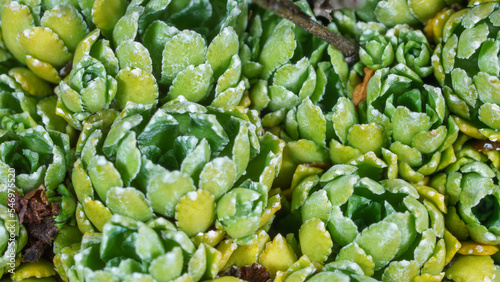 Macro of Alpine saxifrage