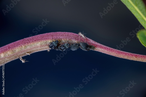 Macro of Aphis gossypii on purple flower photo