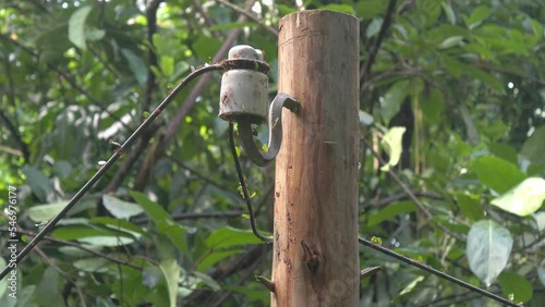 Closeup shot of Acromyrmex octospinosus walking on  telephone pole with leaves background photo