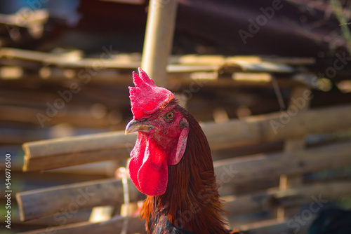 Pelung Chicken in the backyard photo