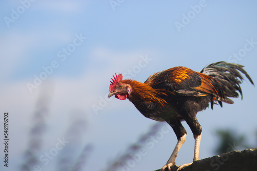 Pelung Chicken in the backyard photo