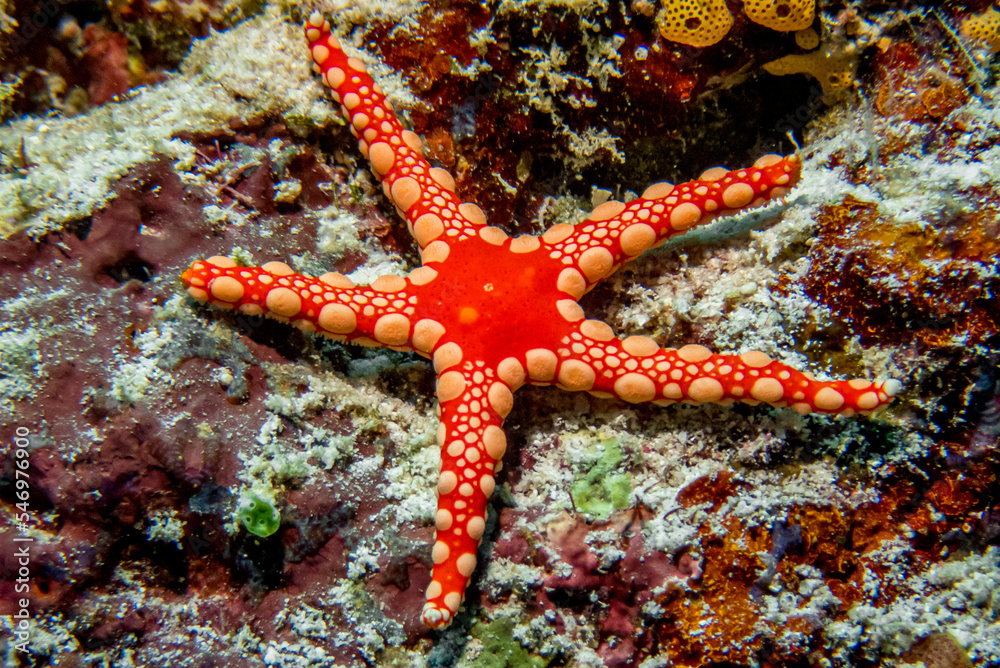 Estrellita de Mar Estrellita de Mar