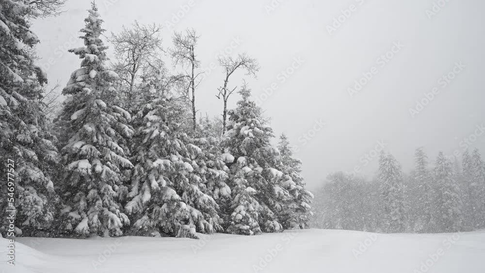 Heavy snow falling in a forest setting of spruce trees with a snow covered field and distant trees in a snowy haze.
