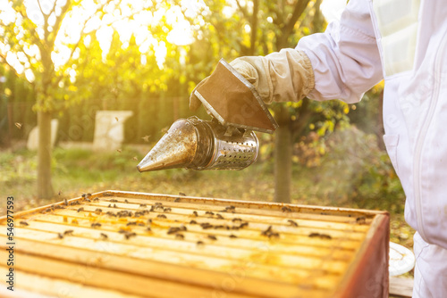 Beekeeper on an apiary, beekeeper is working with bees and beehives on the apiary, beekeeping or apiculture concept