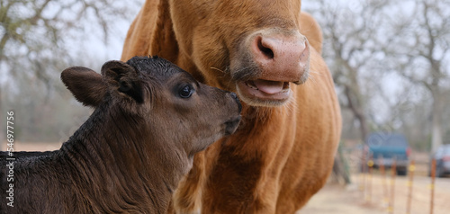 Calf with longhorn cow chewing cud closeup during winter season on farm.