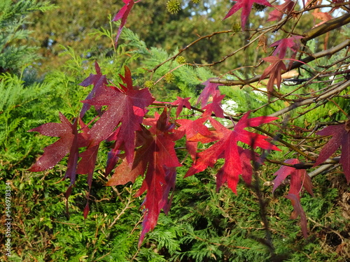 Feuilles d'érable rouge vif avec arrière plan d'arbustes verts