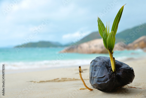 Coconut tree sprout on the tropical beach Anse Boudin, Praslin island, Seychelles.