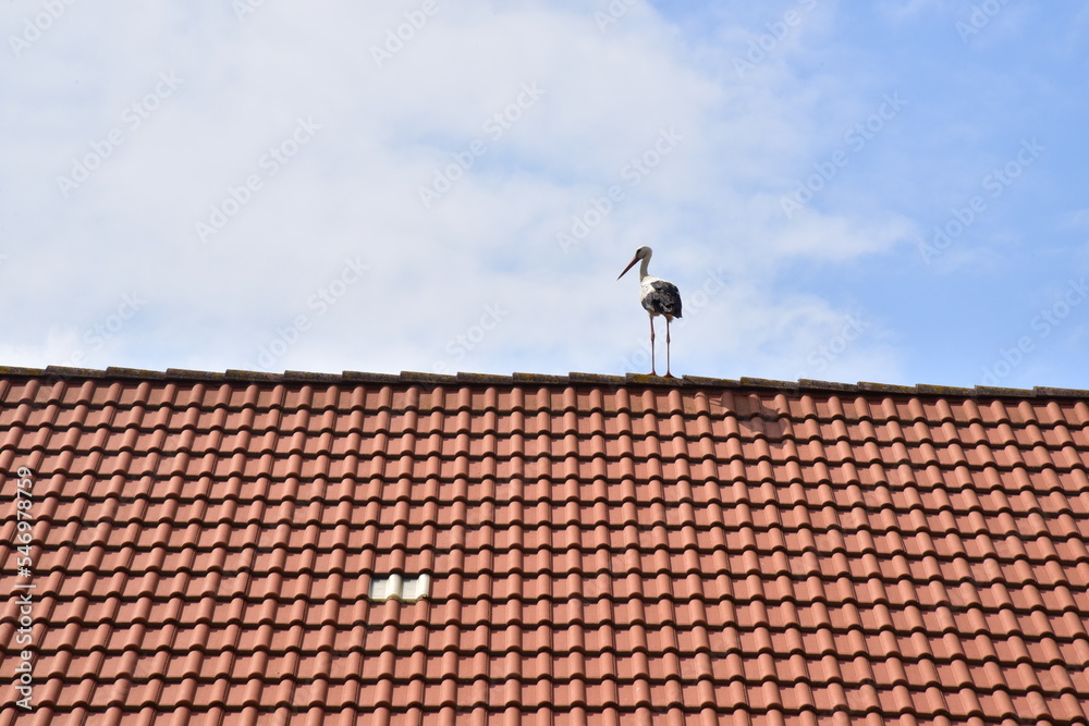 The White Stork