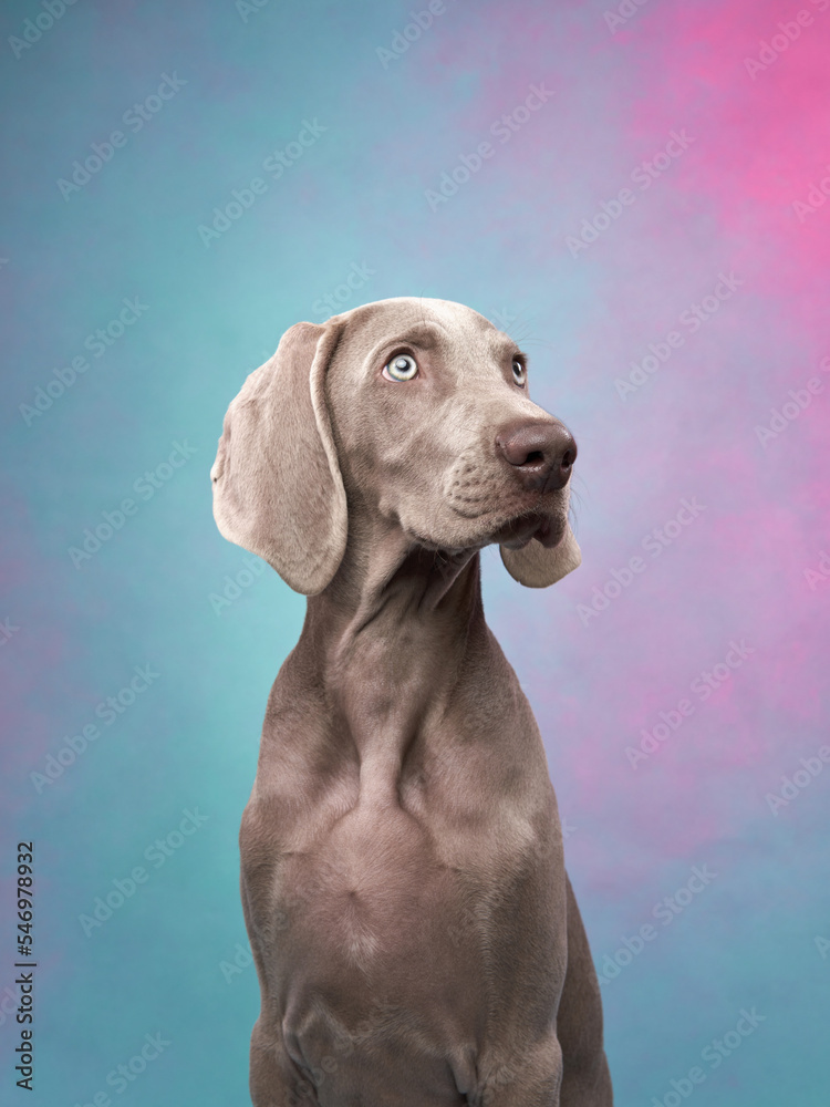 Funny dog on a colored, pink-blue background. Happy Weimaraner puppy 