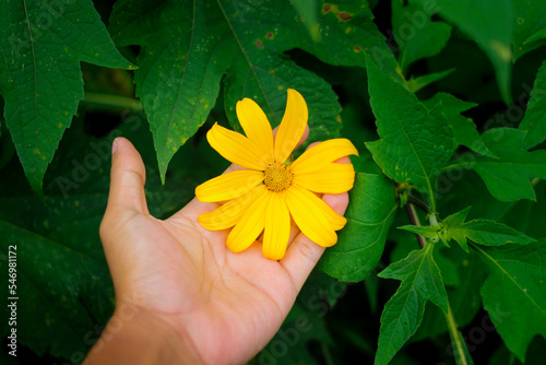 Hand holding Mexican sunflower (Tithonia diversifolia) with green leaves in the garden photo