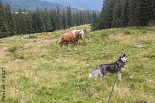 Beautiful horse and Siberian Husky dog in the spruce forests. Green and blue mountains and hills. Carpathian Mountains, Ukraine