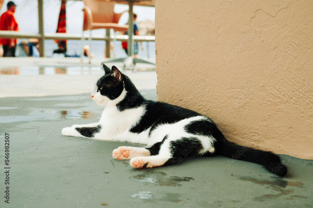 Small Greek Homeless Black And White Cat Basking In Sun on Wet Road After Rain. Moraitika, Corfu, Greece. Shallow Depth of Field