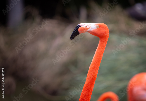 Head shot of Flamingo
