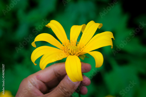 Hand holding Mexican sunflower (Tithonia diversifolia) with green leaves in the garden photo