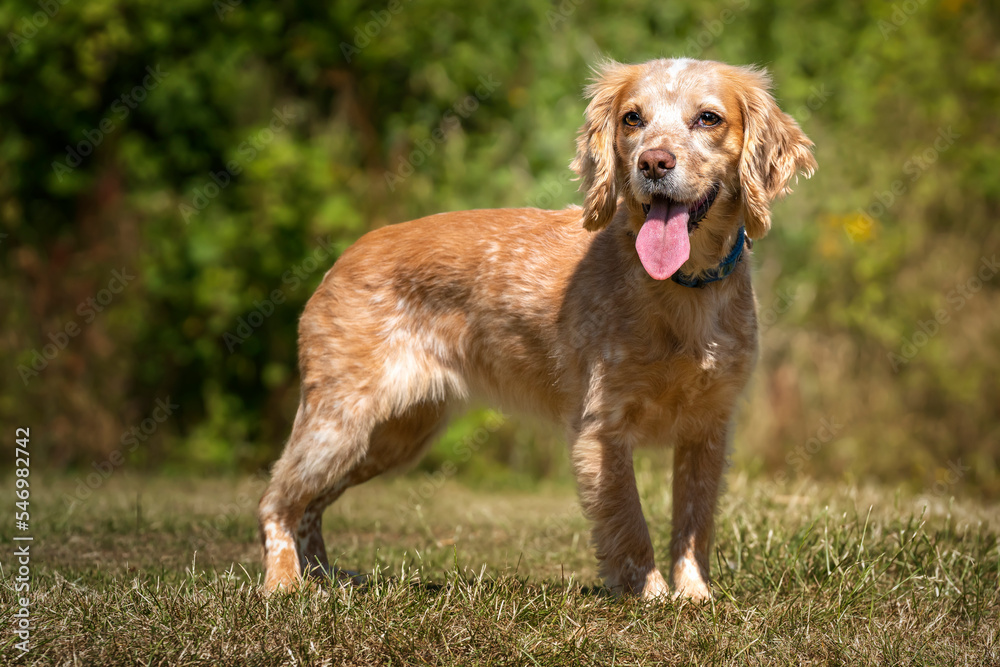 Working Cocker Spaniel Lemon Roan standing with her tongue out
