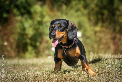 Mini Dachshund standing and looking away with tongue out