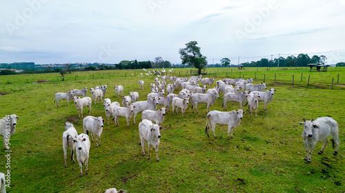 Brazilian Nellore cattle on a farm. Aerial view photo