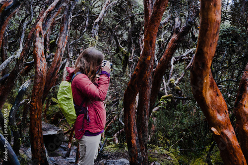A female photographer taking a picture in a paper tree forest endemic to the mid- and high-elevation regions of the tropical Andes. Cajas National Park, Cuenca, Azuay province, Ecuador.