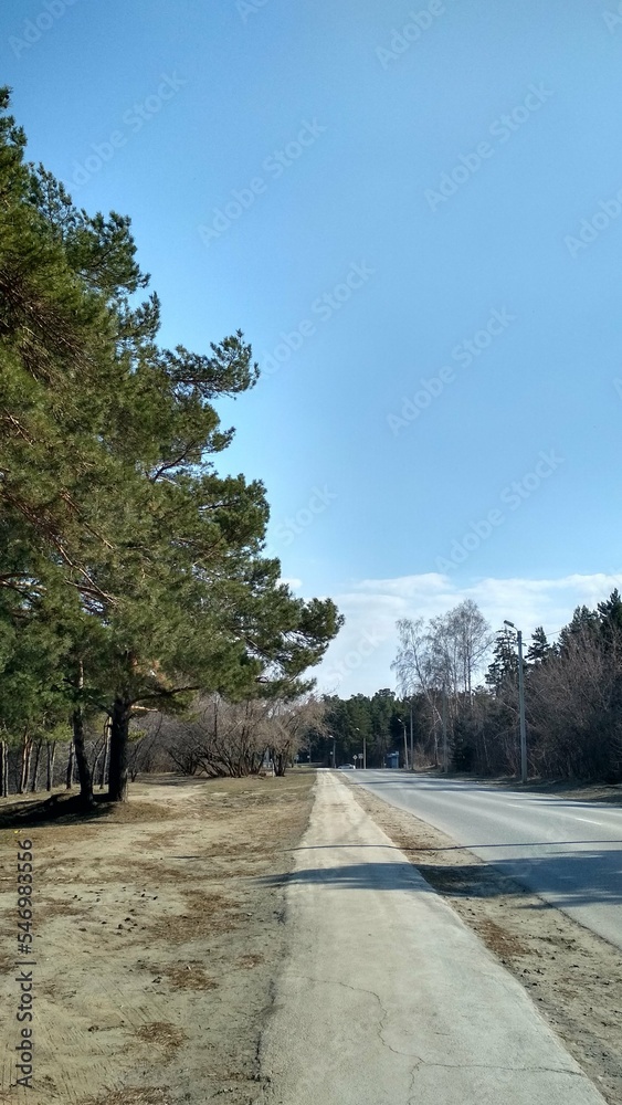  road near the forest
