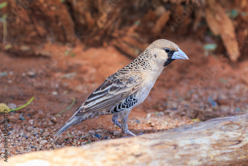 The sociable weaver, is endemic bird to southern Africa. Sossusvlei, Namibia.