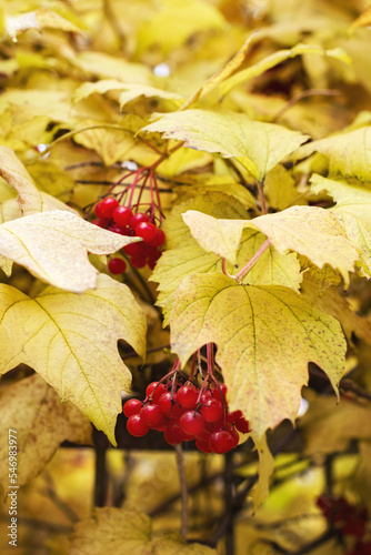 ripe bright red viburnum berries on a bush with yellow autumn leaves