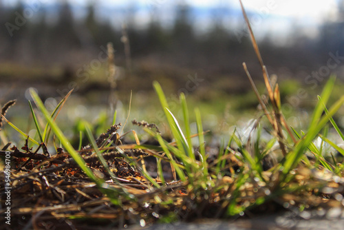 moss on the ground