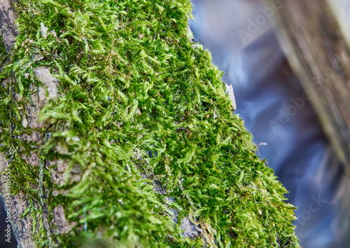 Moss sprouted on an old wooden pallet.