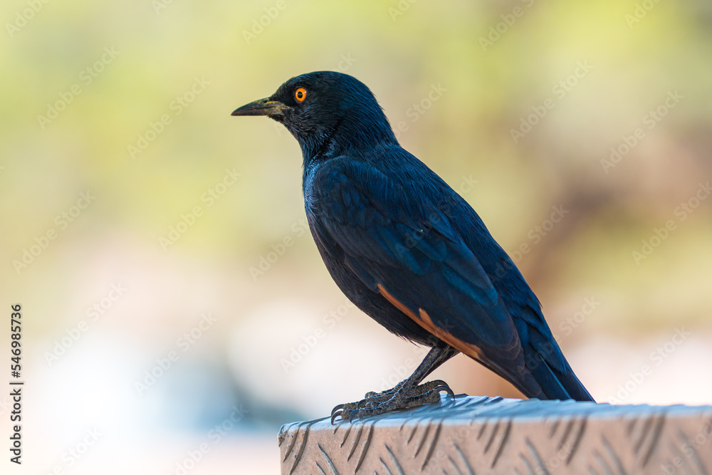 The pale-winged starling, black bird. Sossusvlei, Namibia, South Africa.