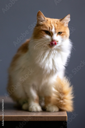 Portrait of a cute ginger cat on a gray background