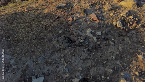 Macro footage of an ant colony in a constant motion on the surface of a rocky land photo