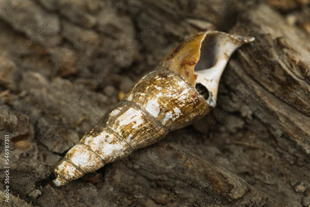 Obraz premium Caracol