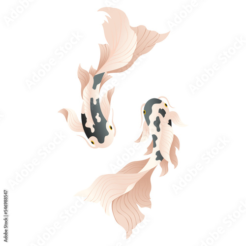 Koi carp fishes, Japanese koi fish. Vector illustration on white background.