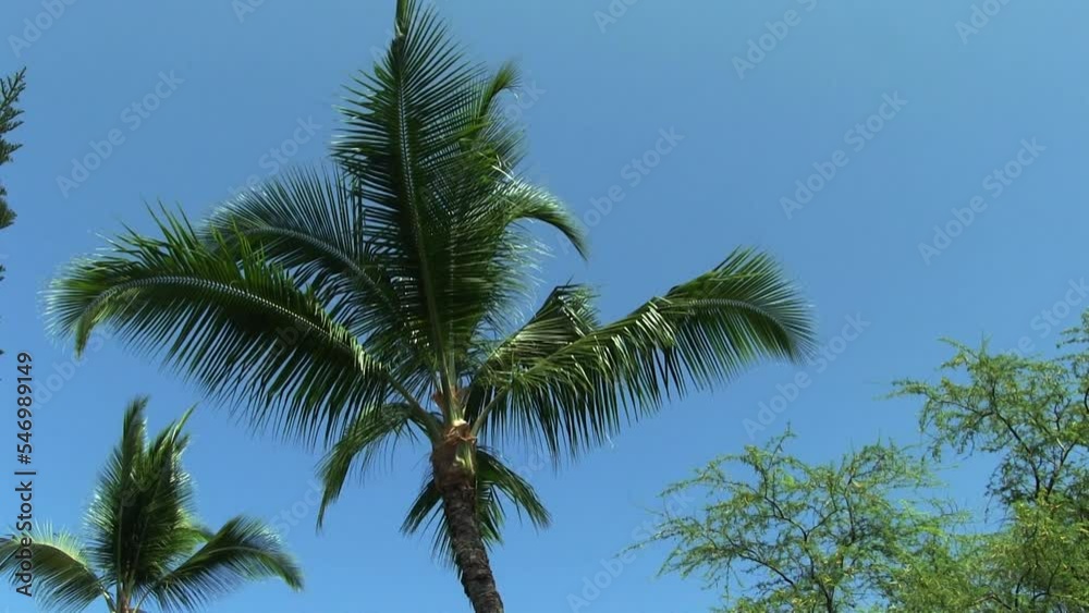 Green Palm Tree Against Clear Blue Sky Kona Hawaii Blowing In Breeze
Green Palm Tree Against Clear Blue Sky Kona Hawaii Blowing In Breeze